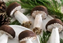 Spiced Mushroom Cookies